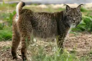 Lynx ibérique