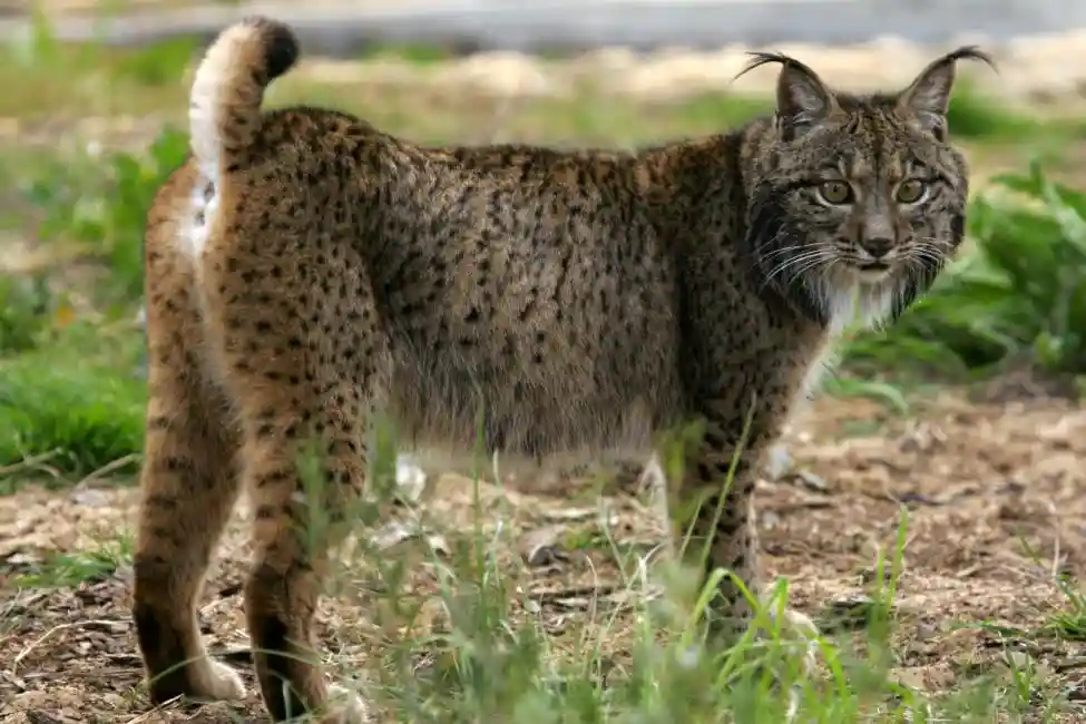 Lynx ibérique