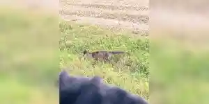 renard mulote près d'un affut