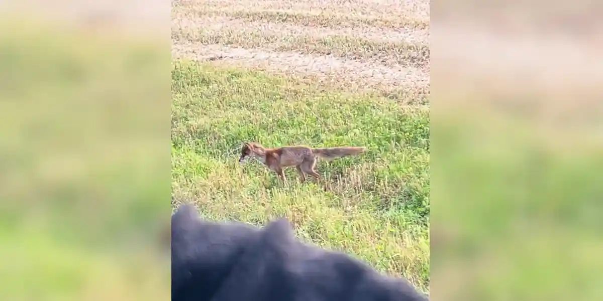 [Vidéo] Un renard mulote juste devant une chasseresse en plein affût