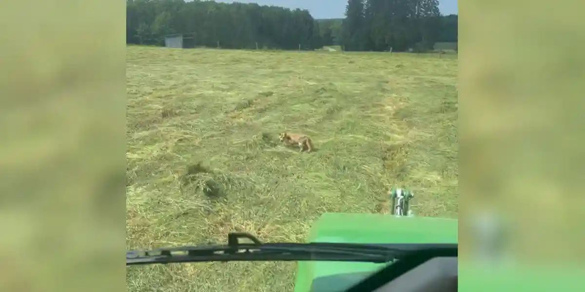 [Vidéo] Un renard refuse de partir face à un tracteur