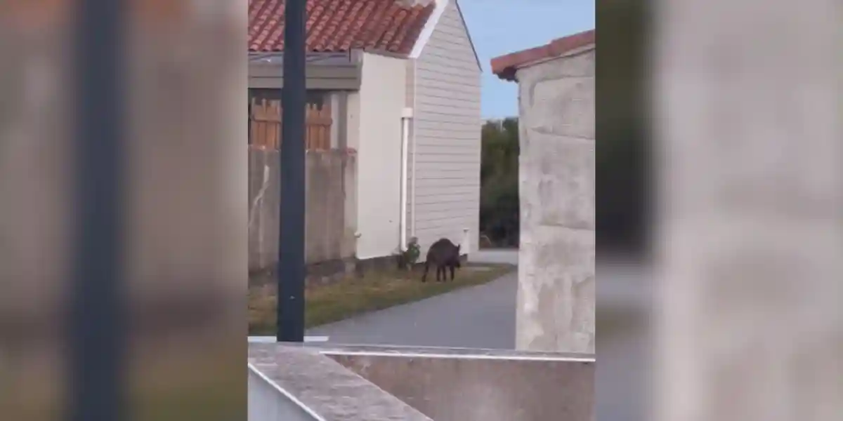 sanglier aux sables d'olonne