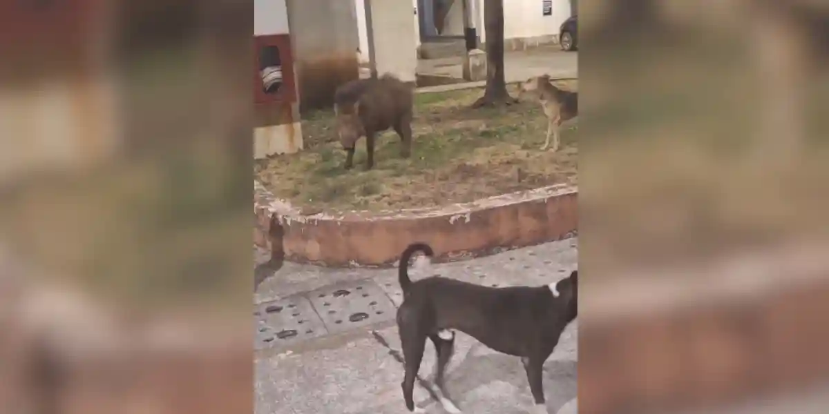 [Vidéo] Un sanglier cerné par des chiens errants en pleine ville