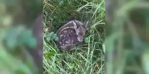 Sauvetage d'un faon en Haute-Saône