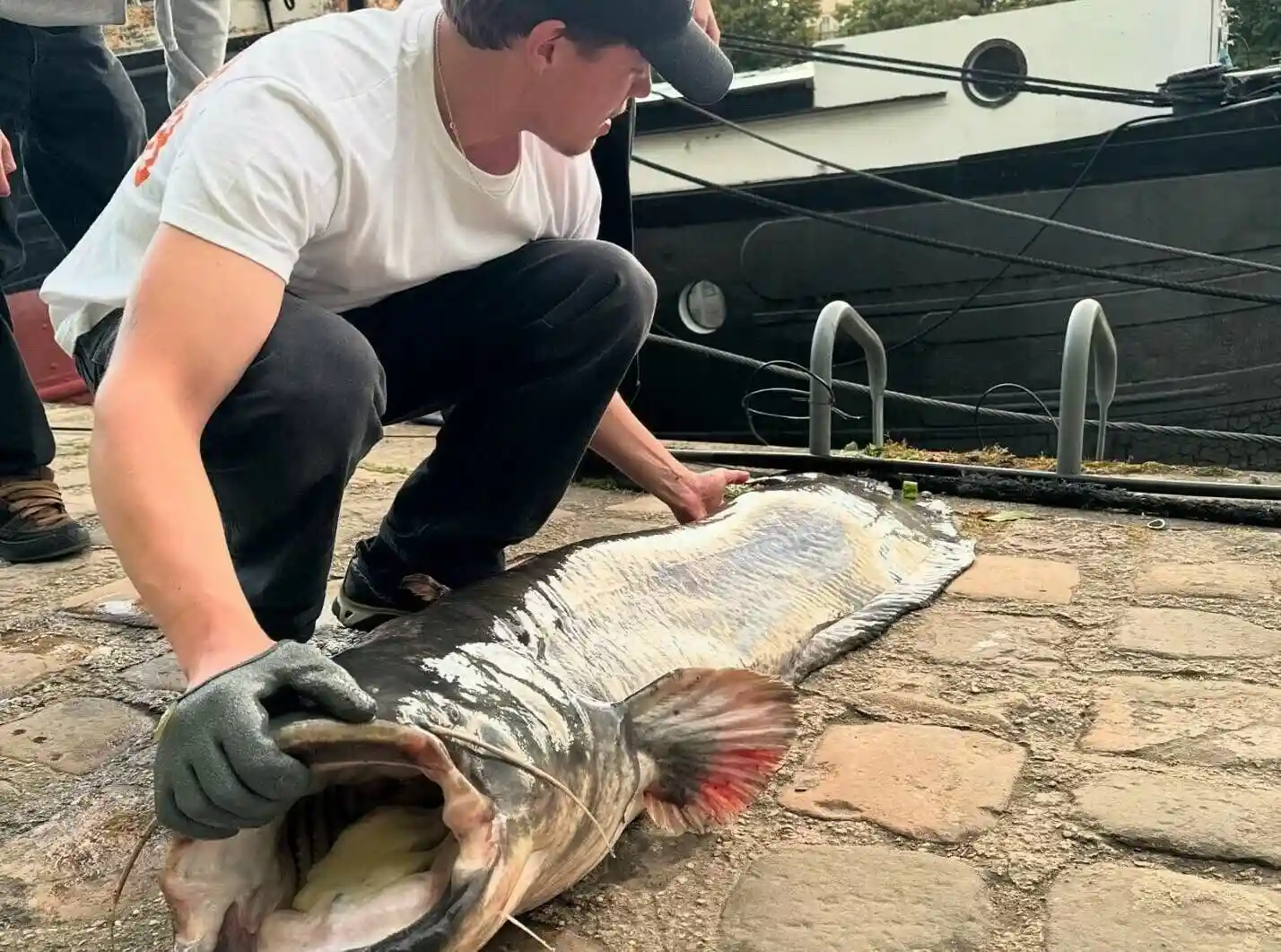 Un jeune pêcheur sort un silure de plus de 2 mètres près de la tour Eiffel