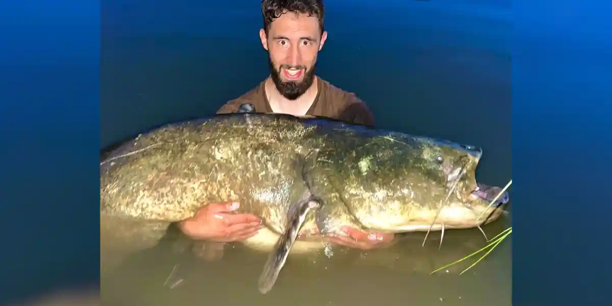 Un pêcheur sort un silure de plus de 100 kilos dans le Tarn