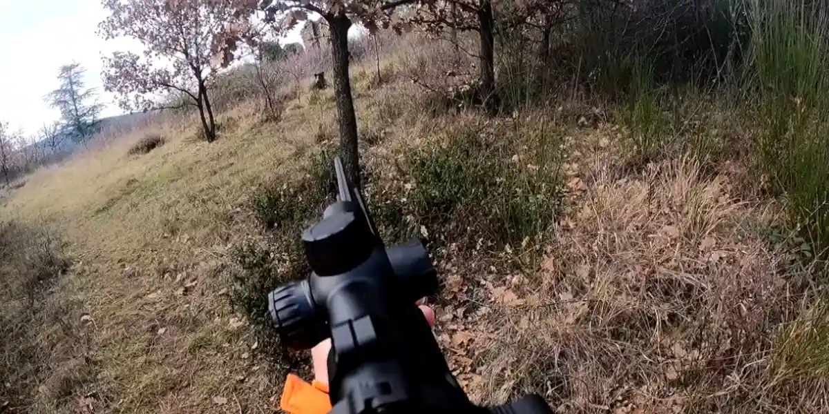 tir d'un keiler dans les cévennes