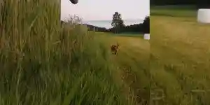 un renard rend visite à un chasseur à l'affût