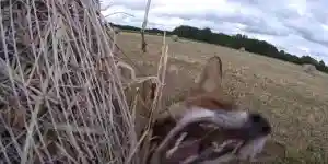 un renard se jette sur un chasseur