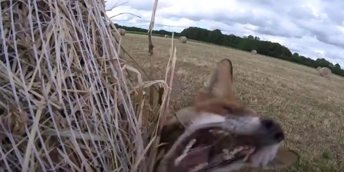 [Vidéo] Les images incroyables d’un renard qui saute littéralement sur un chasseur!