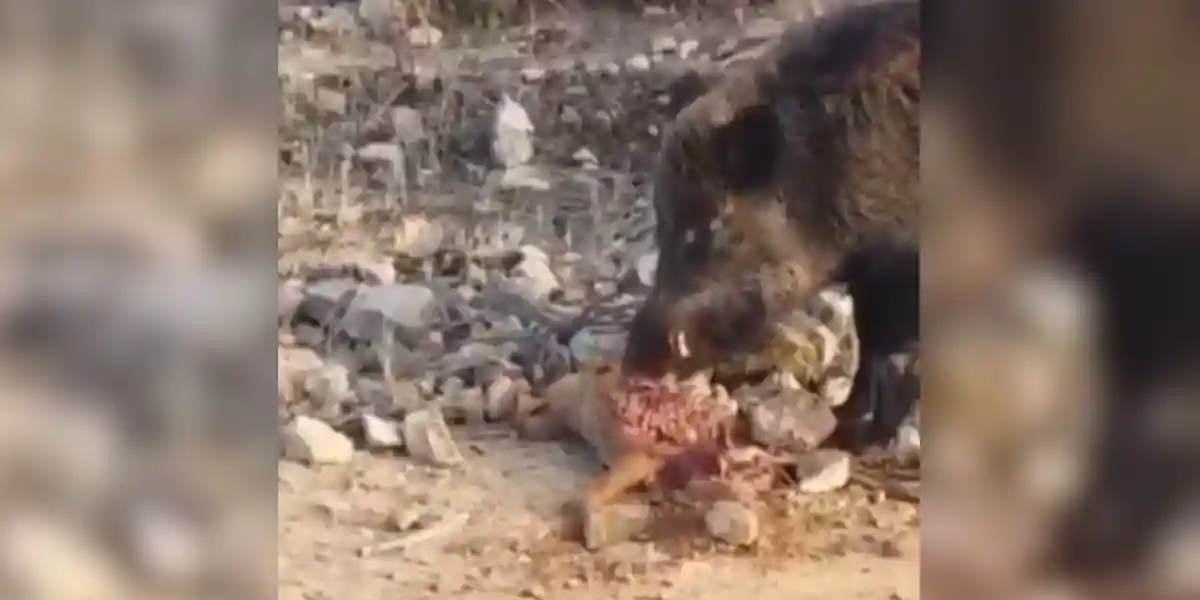 [Vidéo] Un gros sanglier mange un renard