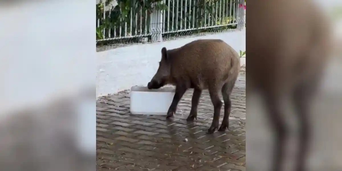 un sanglier trouve un bac d'eau