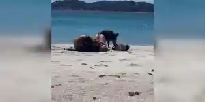un sanglier vole un sac de plage