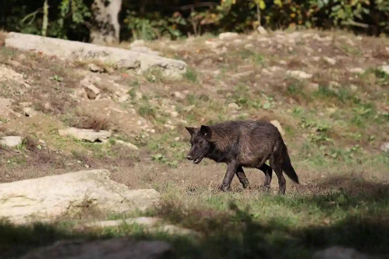 Loup de Mackenzie