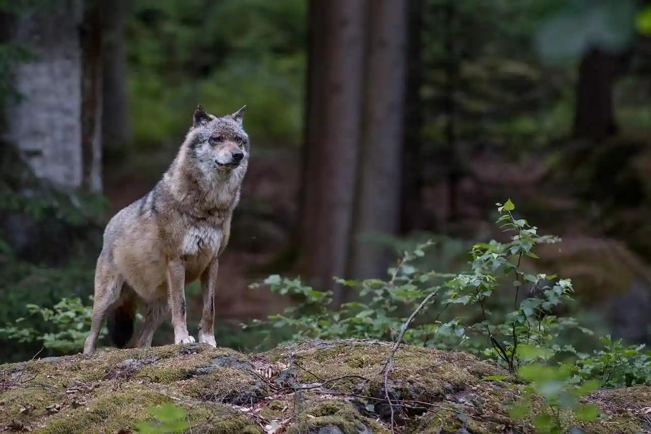 La présence du loup dans les Ardennes inquiète les éleveurs et met les autorités dans l’embarras