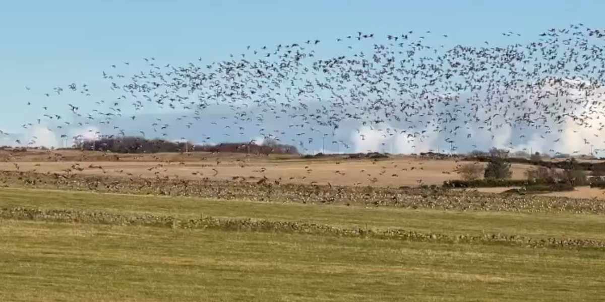 [Vidéo] Une invasion d’oies dans le ciel écossais