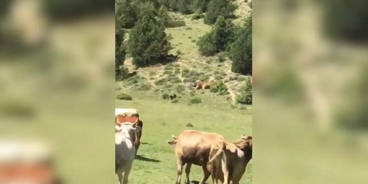 attaque d'ours sur un kangal