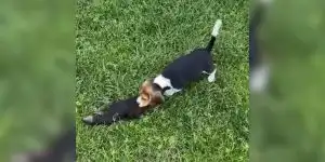beagle vs patte de sanglier