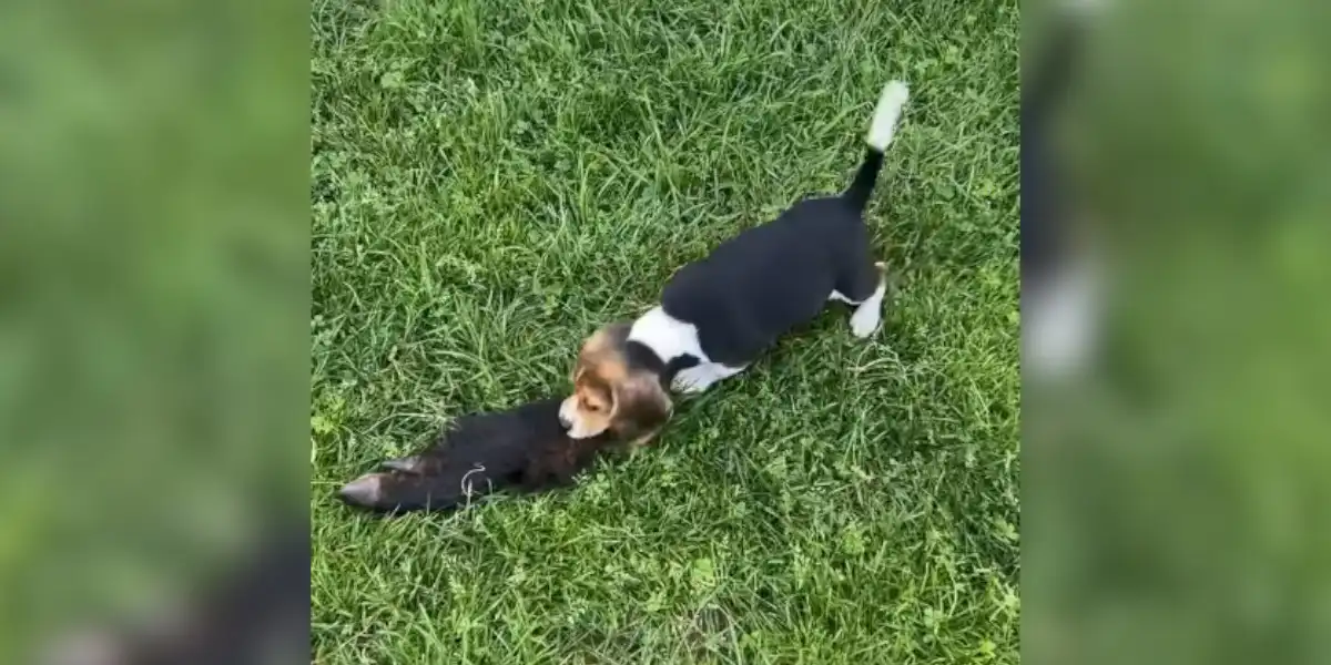 [Vidéo] Un petit beagle de 2 mois déjà bien acharné