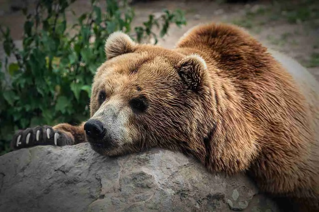 promeneuse tuée par un ours