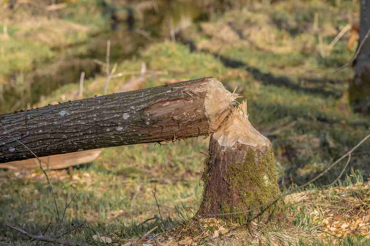 La Suisse souhaite faciliter le tir des castors