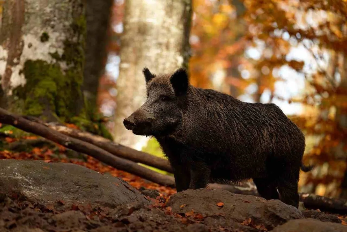 Insolite : deux cambrioleurs arrêtés grâce à un sanglier dans le Gers