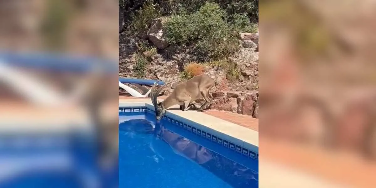 bouquetin boit dans une piscine