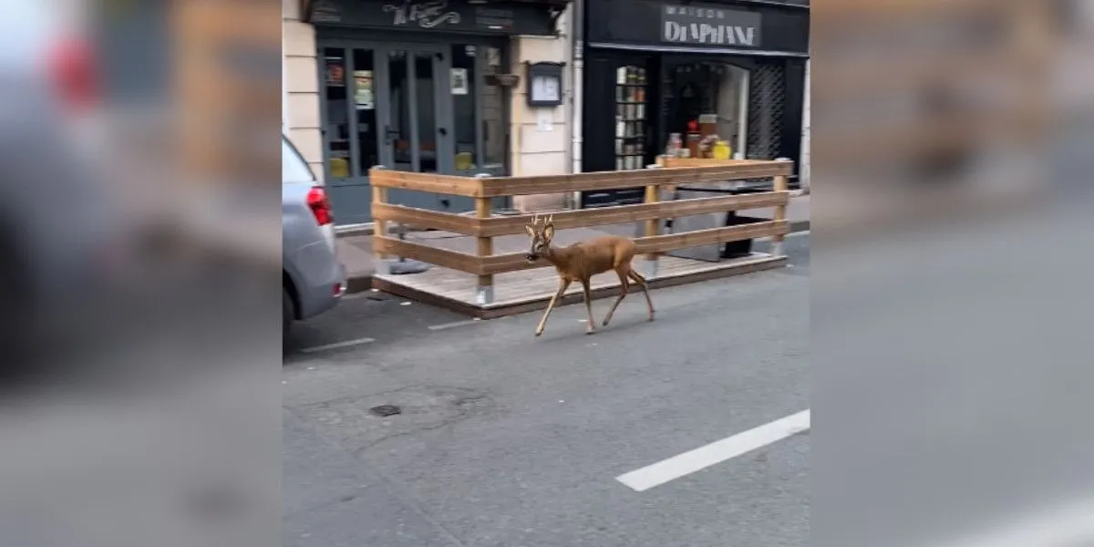 brocard dans Angers