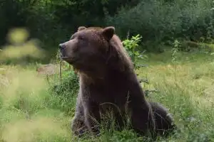 Quotas de prélèvement d'ours en Roumanie
