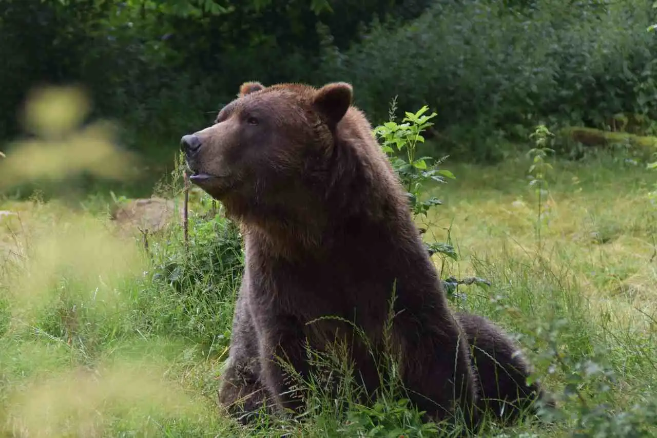 La Roumanie double ses quotas de prélèvements d’ours après la mort d’une promeneuse