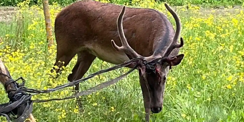 Dordogne : un cerf pris dans une clôture électrique sauvé d’une mort certaine par les pompiers