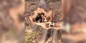 chien coincé dans un arbre