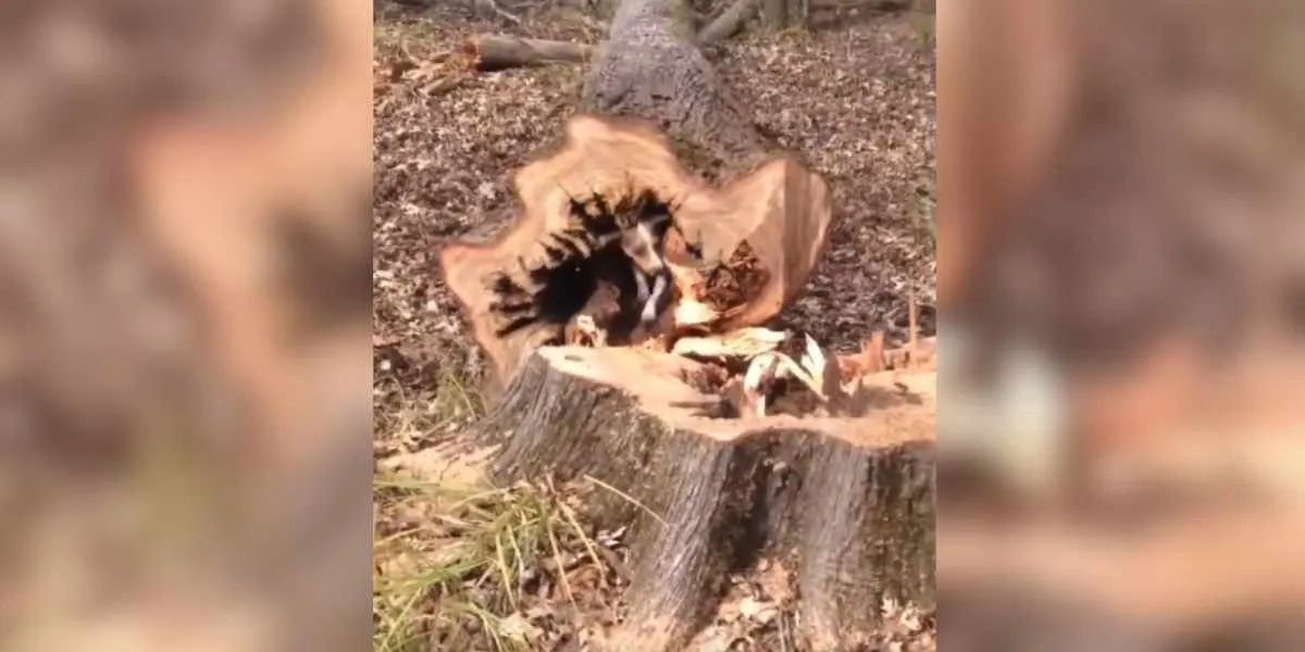 chien coincé dans un arbre