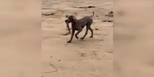 chien rapporte une roussette