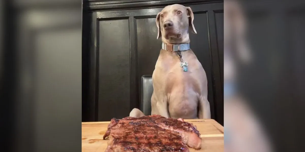 chien résiste à une pièce de viande