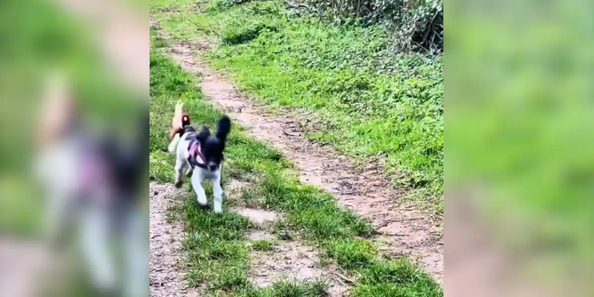 [Vidéo] Un jeune chien tombe sur un faisan pas commode