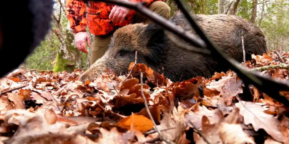 compilation de chasse en Sologne