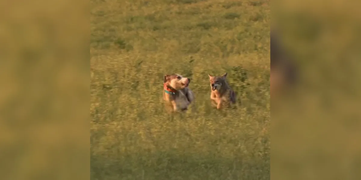 coyote vs chien de chasse
