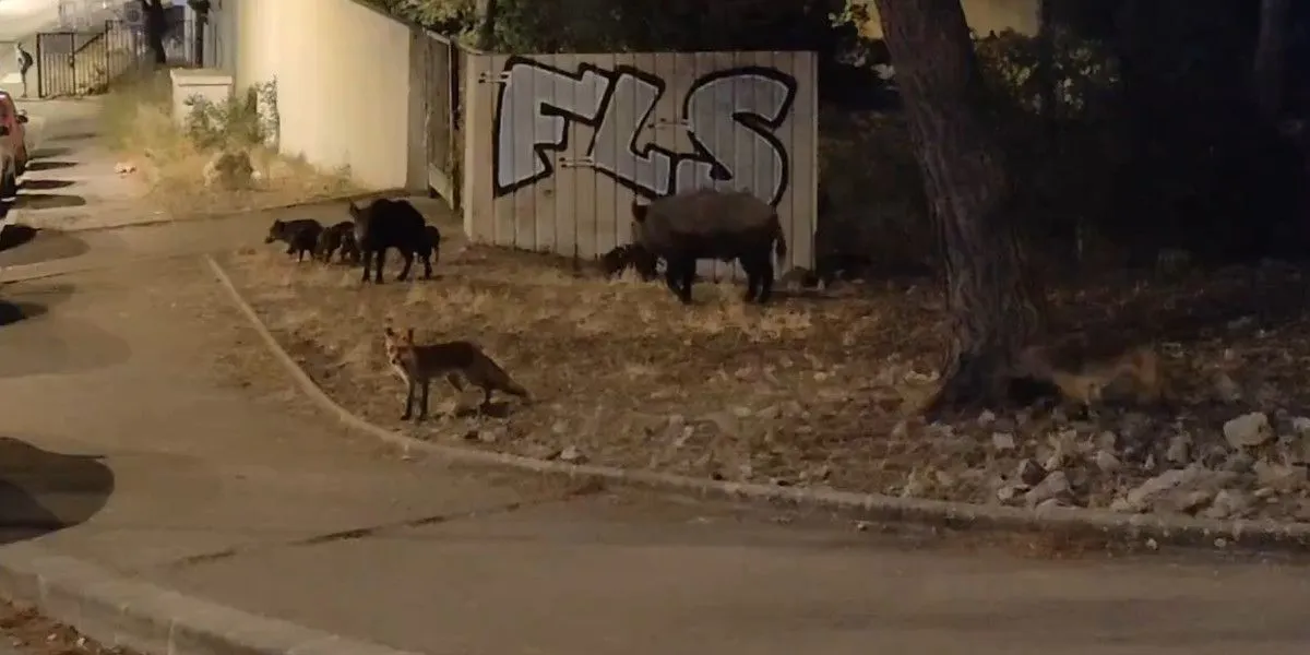 des renards et des sangliers à Luminy