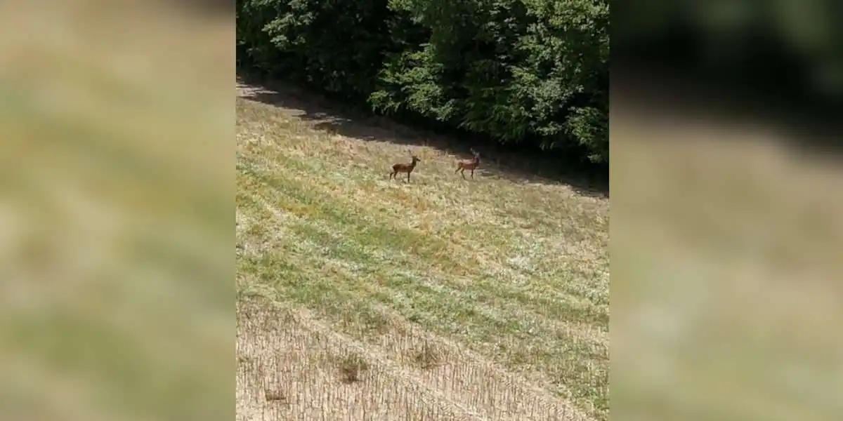 deux cerfs filmés par drone