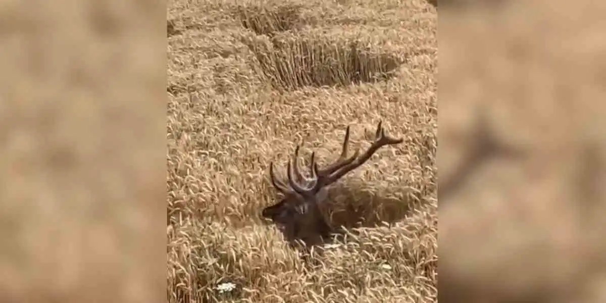 Face à face avec un cerf dans les cultures