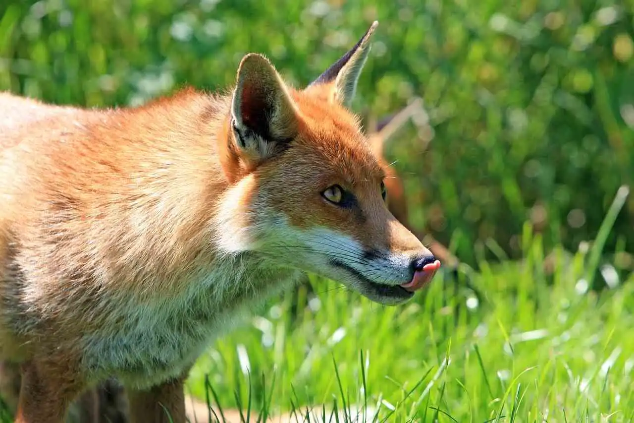 Dégâts de renard en Aveyron