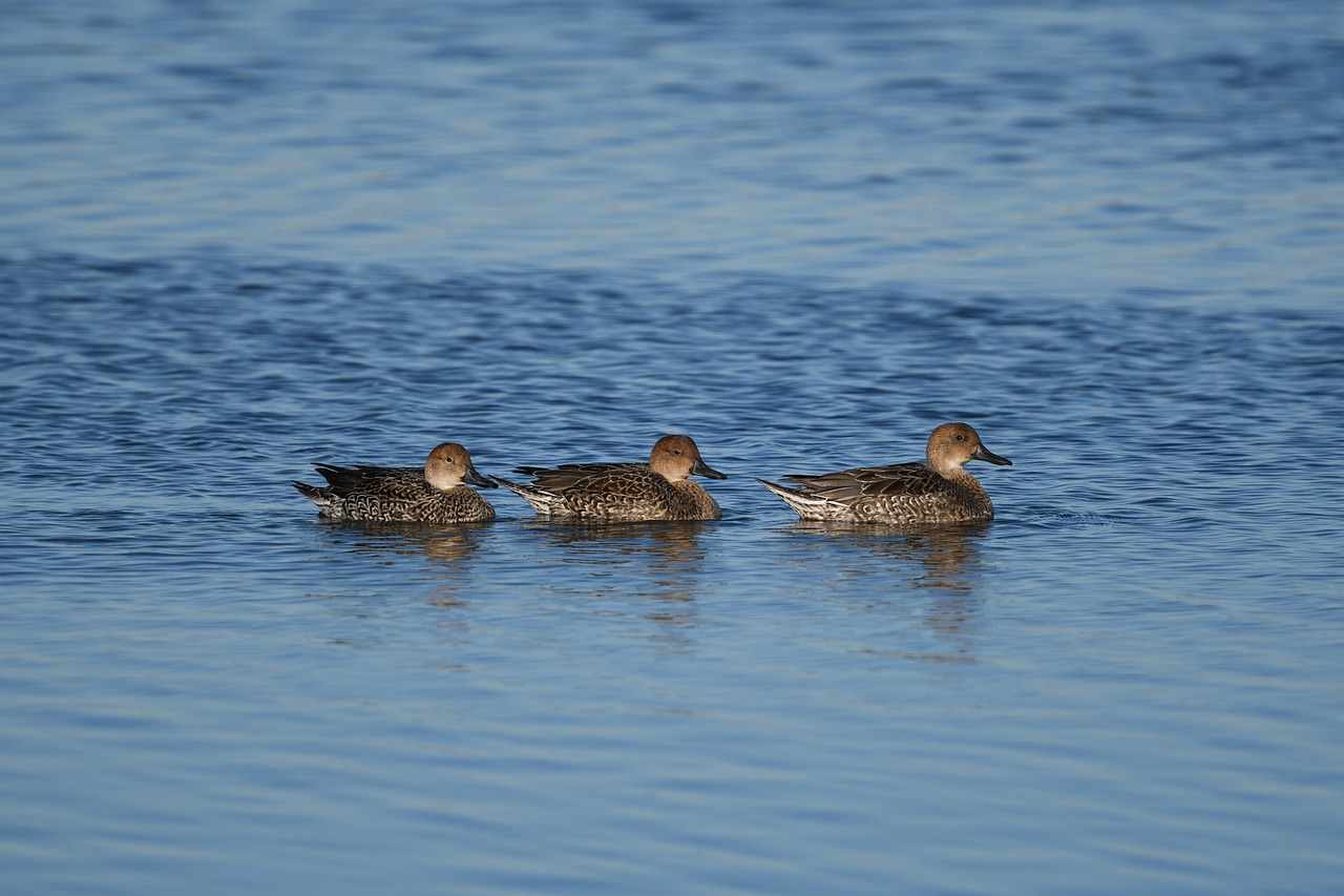 Pilets sur l'eau