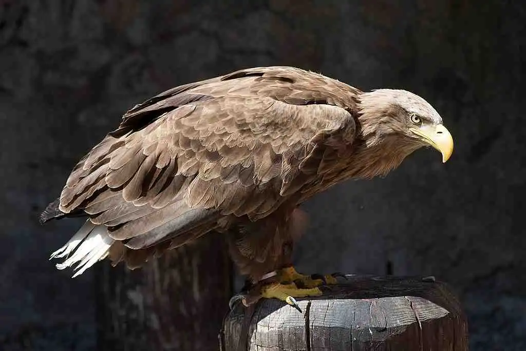 Un braconnier condamné à plus de 60’000 euros d’amende et 4 mois de prison pour avoir abattu un rapace protégé