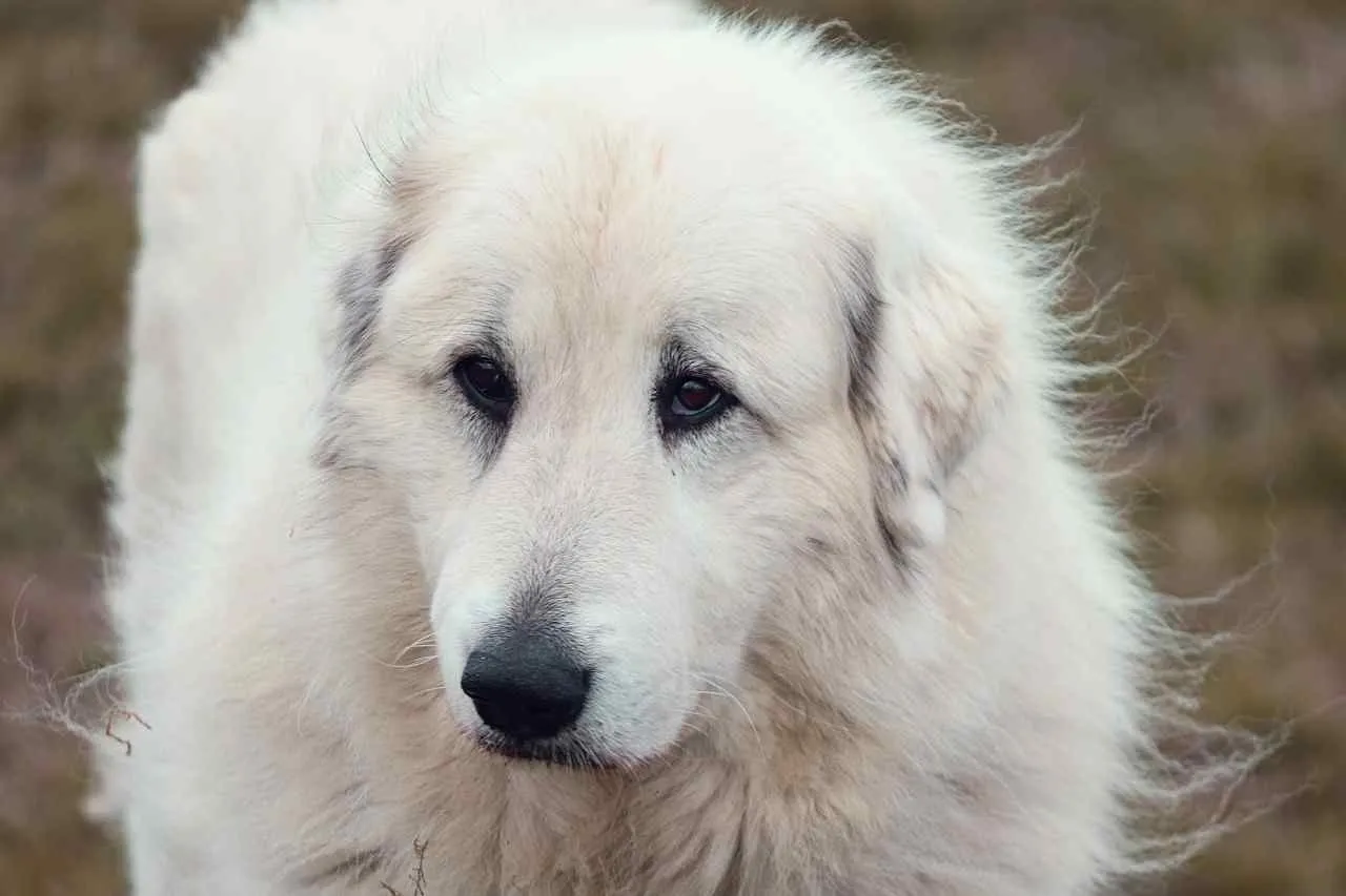 Chien de montagne des pyrénées