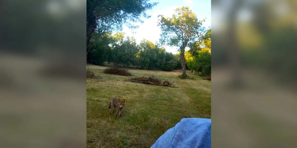 renard approche un chasseur à l'affût