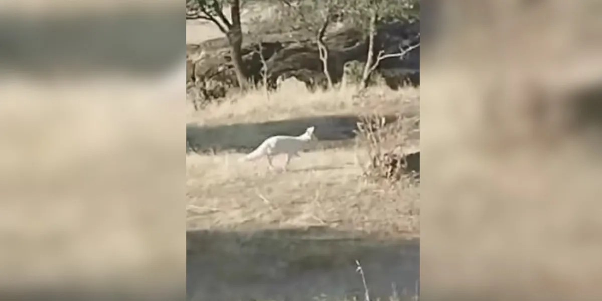 renard blanc péninsule ibérique