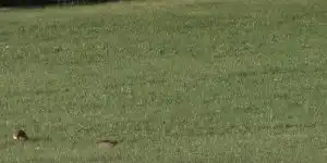 [Vidéo] Rencontre explosive entre un renard et un chat forestier