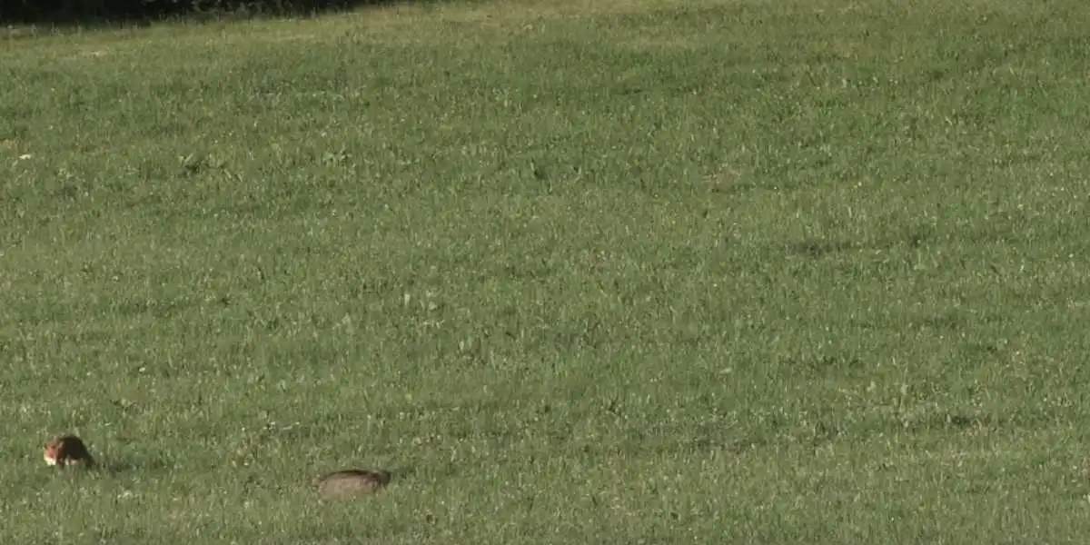 [Vidéo] Rencontre explosive entre un renard et un chat forestier