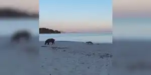sanglier et renard sur une plage